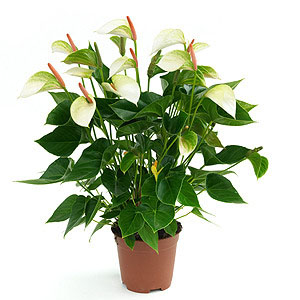 Anniversary Flowers to Hyderabad