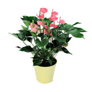 Online Flowers to Hyderabad