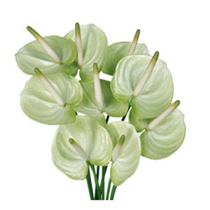 Anniversary Flowers to Hyderabad