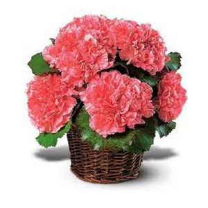 Good Luck Flowers to Hyderabad